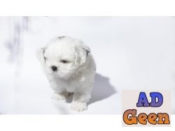 used Shih tzu pups available  ready for new Home 9916672339 for sale 